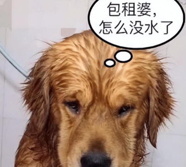 金毛给自己放水洗澡,洗到一半意外发生了,铲屎官笑得直跺脚