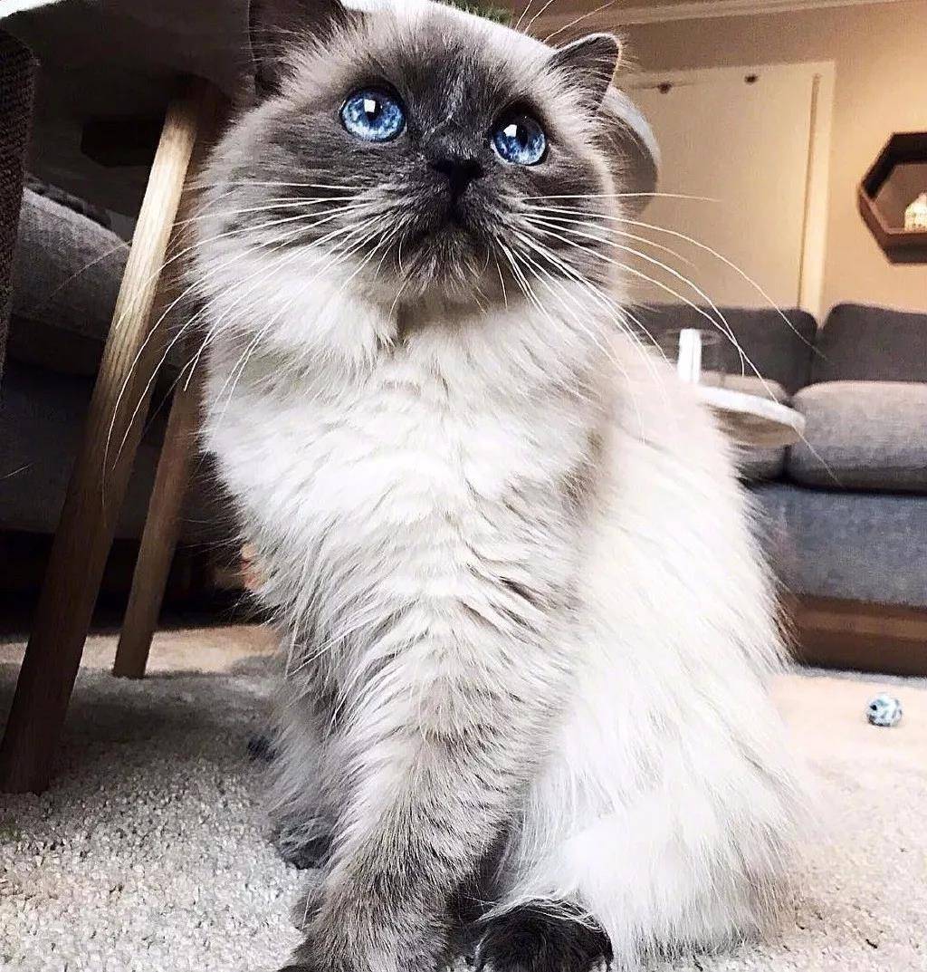 超萌的猫咪,眼里有星辰大海