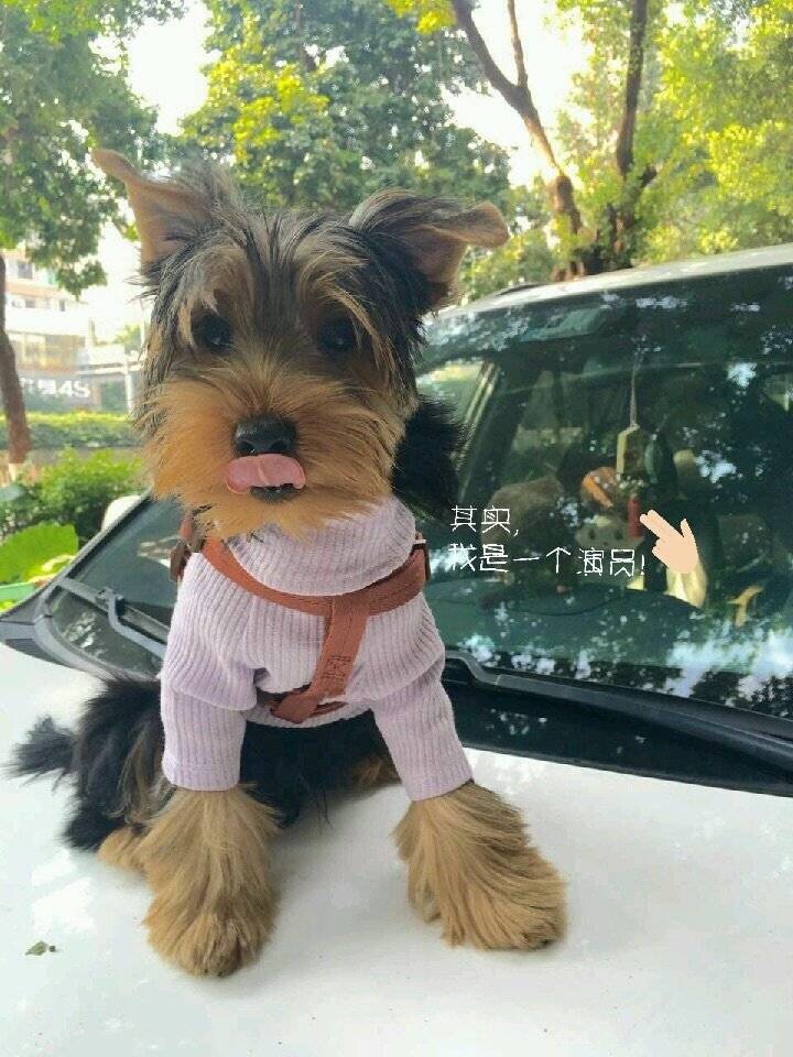 盘点了探探的坐姿~照片告诉你时光匆匆...