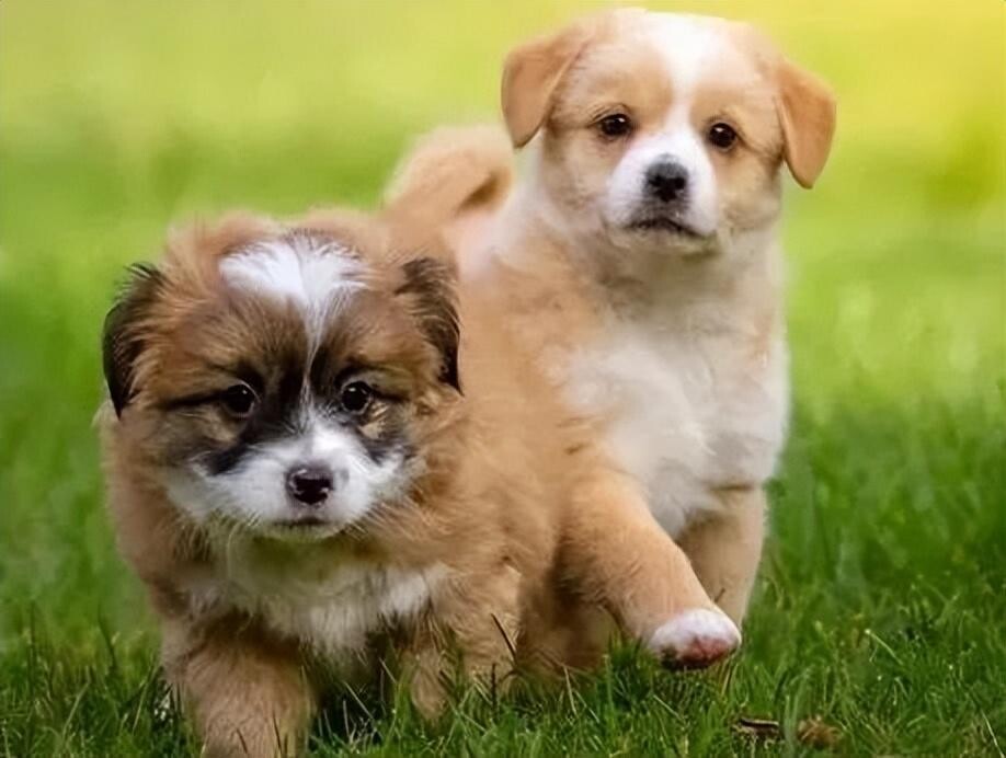 狗狗总是放臭屁是怎么回事？可能是肠胃出问题了！