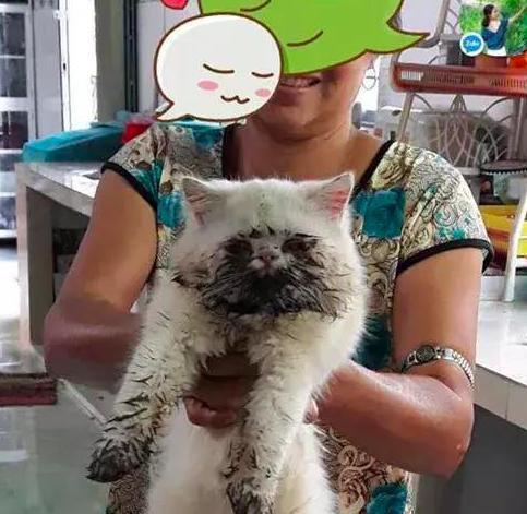 阿姨抱着暹罗猫来洗澡, 看着猫咪身上的脏东西, 给100也不洗