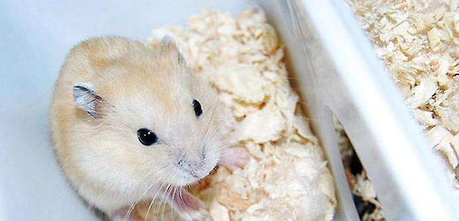 仓鼠会传染疾病吗