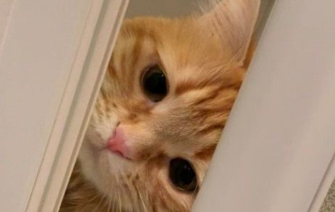 黏人猫咪想陪马麻洗澡 脸都挤歪了也要进浴室