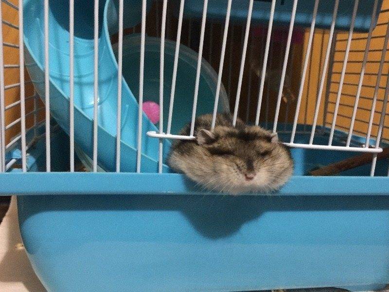 一直靠卖萌取胜的仓鼠,