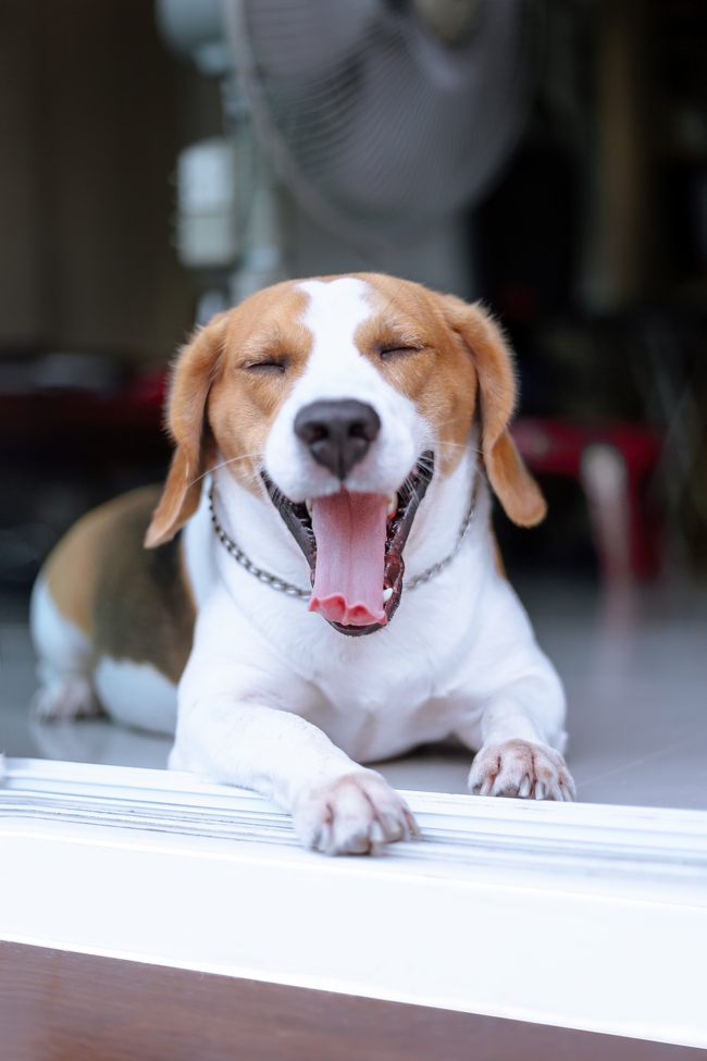 宠物狗比格犬图片
