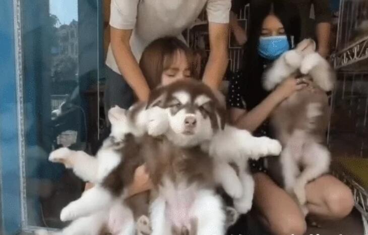 网友带4只阿拉去洗澡，因“阵容”强大走红，被它们萌化了