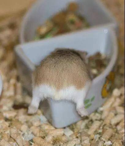 仓鼠撅起小屁屁，屁股又萌又好看