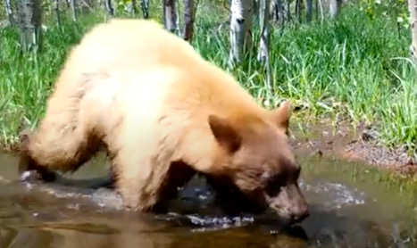 摄像机在野外拍到一头熊,它竟然正在……给自己的玩具熊洗澡!