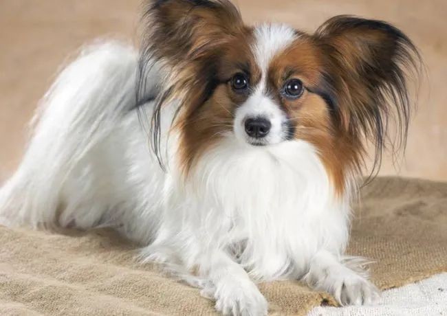 狗狗为什么会打喷嚏?常见原因有五