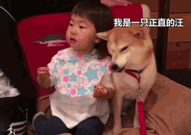 好有爱！柴犬想吃小主人零食：绝对不会伸爪抢，除非你主动给我