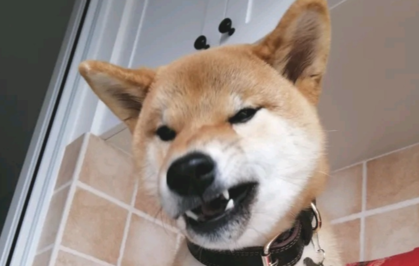 一大早起还要洗澡,柴犬压根就没睡够,結果把主人给吓退了