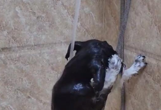 四川一狗子“成精了”,趁着主人拿沐浴露,竟然自己把澡给洗了