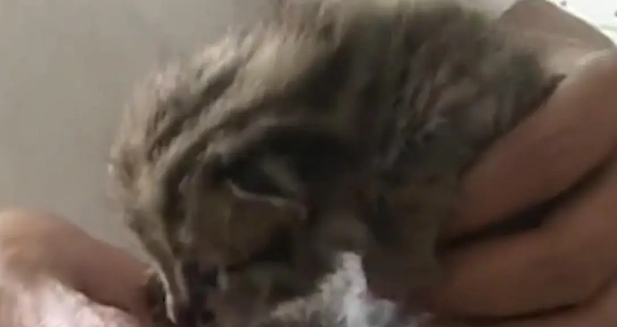 广东老太在山上捡了只小野猫养,养大后人懵了