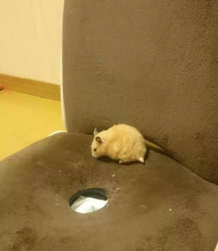 忍笑,这样的小仓鼠好像有点臭臭