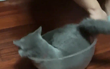 男子把猫咪放碗里转圈,猫咪走路晕头转向