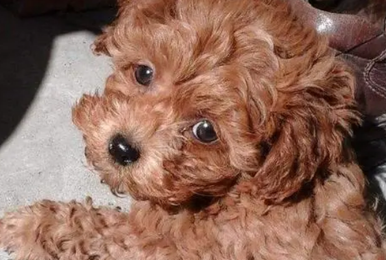 馋嘴小泰迪趁主人不注意,踮脚偷吃零食,结果摔得一脸懵