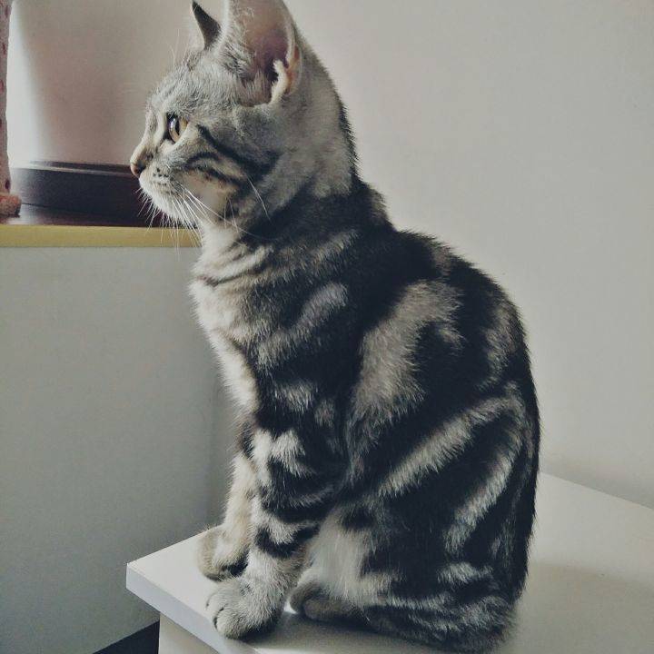 家里有两只虎斑猫。都是超级粘人的妹子。它们是一对从小分离,互不相认的亲母女。它们会因为争地盘打架,也会偶尔一起玩耍嬉闹。