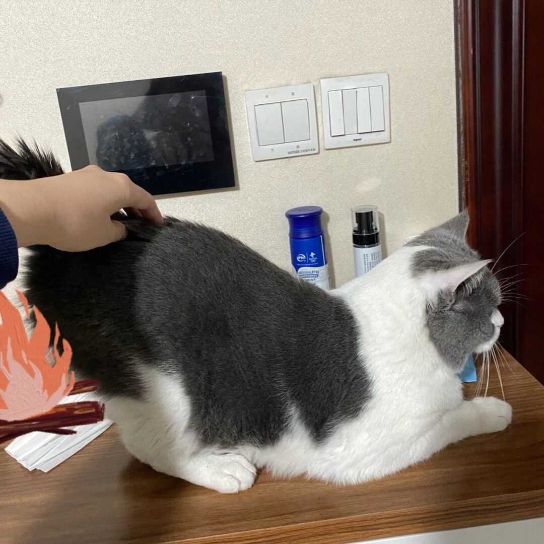 养猫必看！14 条关于猫的性知识，了解越多，猫咪越健康