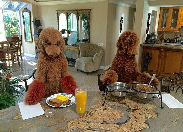 狗狗胃扭转的症状与原因