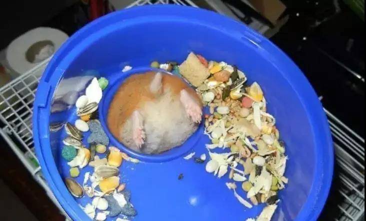 等等，我先拍个照再来倒拔仓鼠~