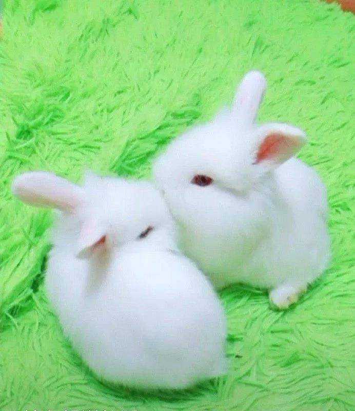 【宠物兔】我就是萌萌哒,简单介绍一下吧,我们家两女儿,大闺女叫飘雪,小女儿叫怡宝