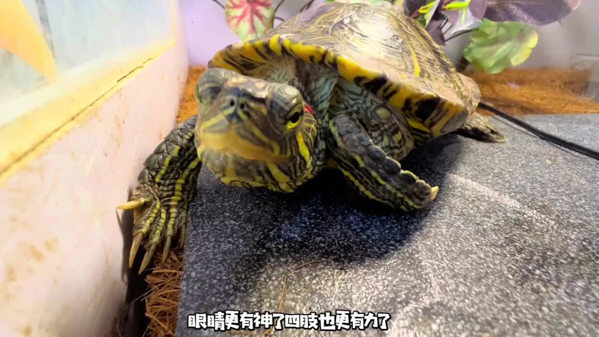 乌龟重度肠炎怎么治疗？看看这位博主的成功经验