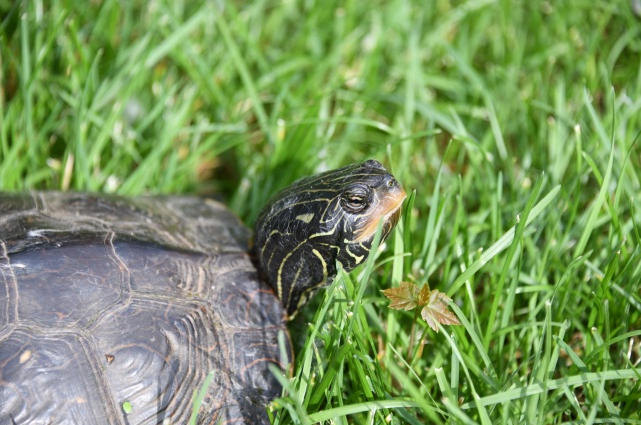 龟类软壳症:原因、治疗及预防