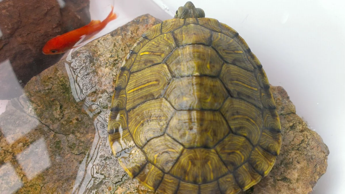 龟龟肠胃炎，成因怎么预防以及治疗方法！