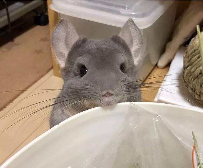 紫灰龙猫在美食面前,它可以随时随地给你卖萌让你无力招架给它吧,都给它吧.