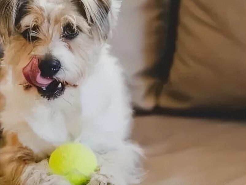 狗狗总是放臭屁是怎么回事？可能是肠胃出问题了！