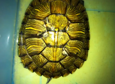 乌龟壳变软了是啥原因？3 种情况及其解决办法