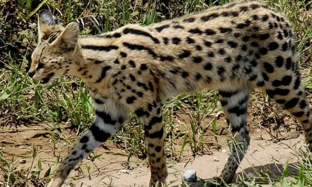 河北石家庄发现薮猫，本应在非洲的猛兽，为何在我国野外出现了？