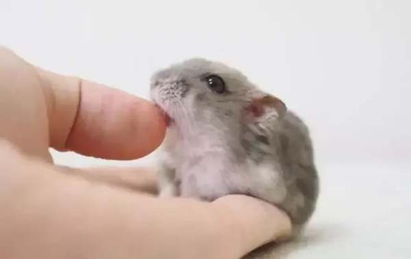 仓鼠咬人需要打针吗?被仓鼠咬了要不要打针?