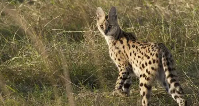 河北石家庄发现薮猫，本应在非洲的猛兽，为何在我国野外出现了？