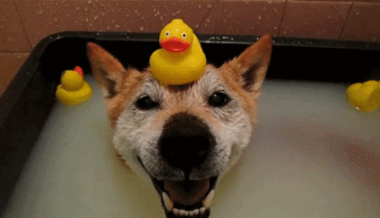 正确的狗狗洗澡姿势来啦!快给你家的毛孩子“翻翻新”~