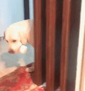 小金毛死活不肯洗澡,作为大哥,拉布拉多的反应相当得主人心