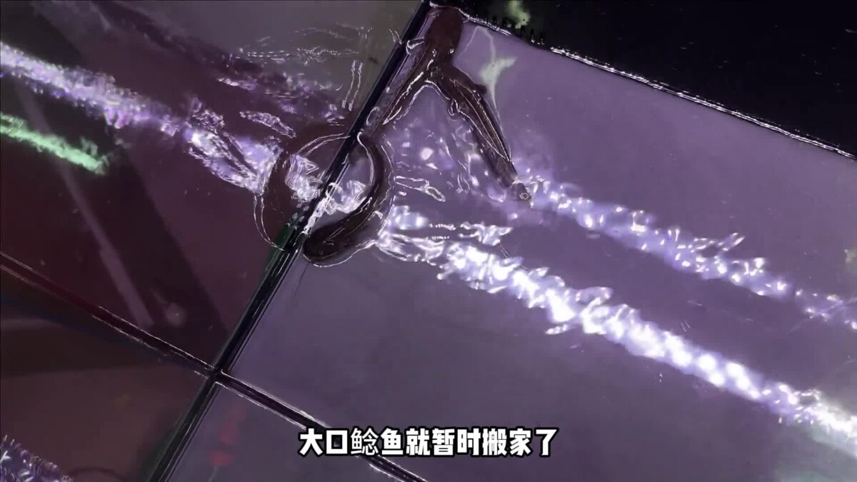 观赏鱼的绝症胡椒病：我的牙鱼“大牙”能否幸存？