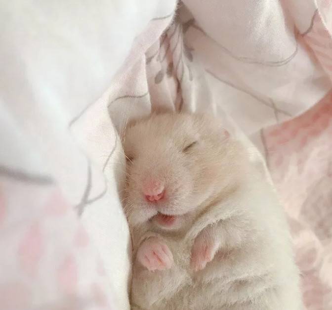 熟睡中的小仓鼠,睡得好香呀~