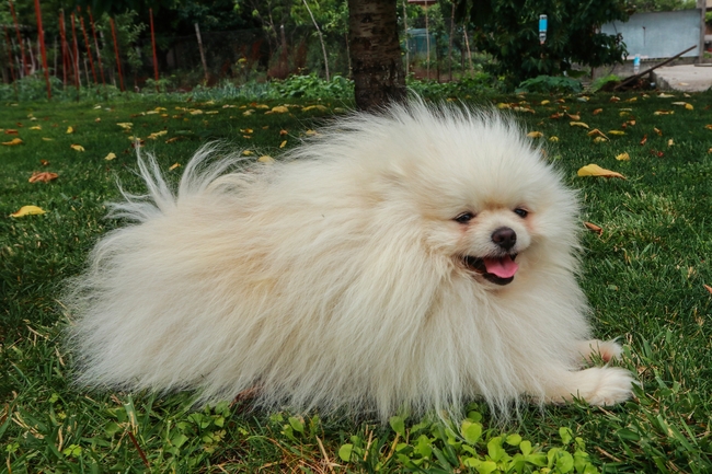 可爱白色博美犬图片