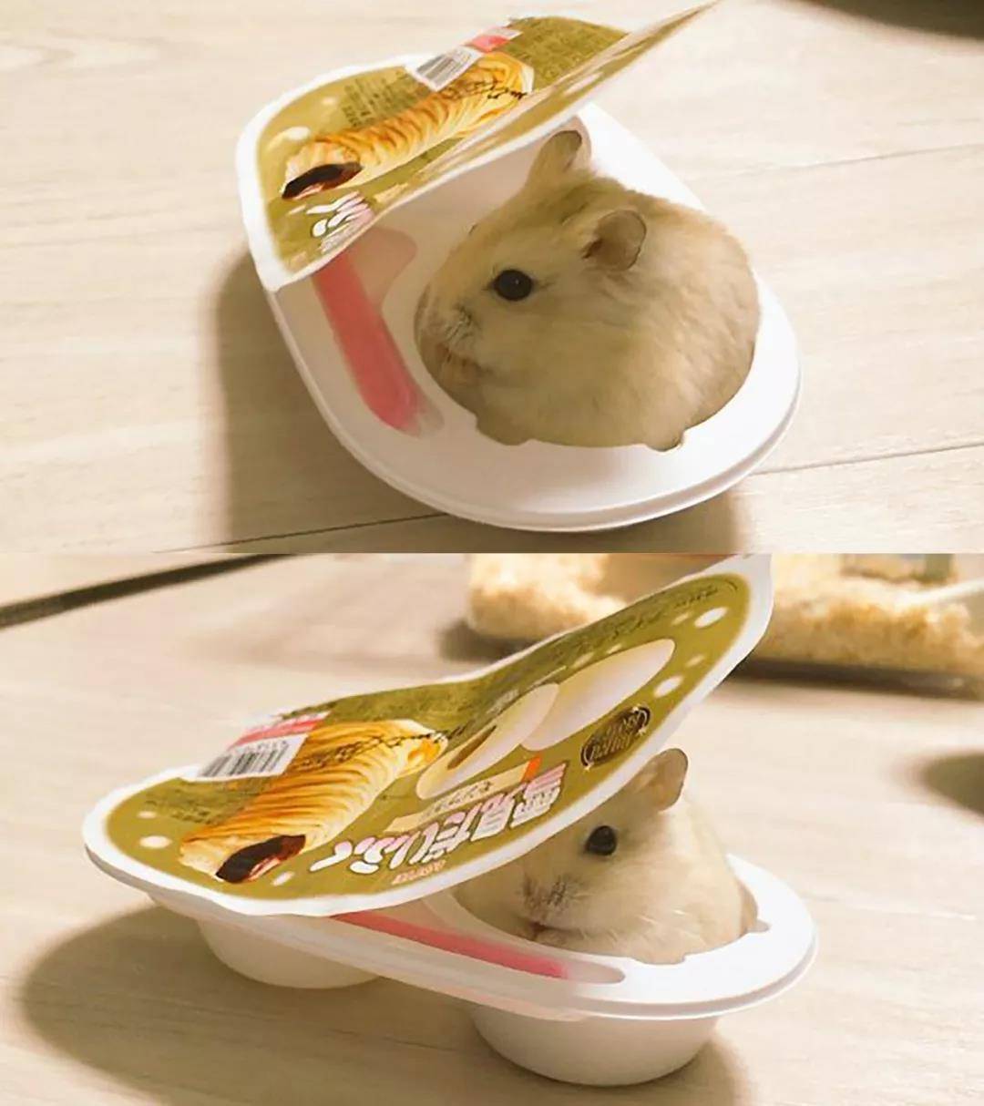 仓鼠，傻傻分不清楚