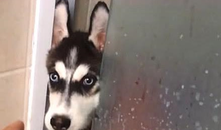 主人正在洗澡,二哈悄悄的冲了进来,对主人一阵“大骂”