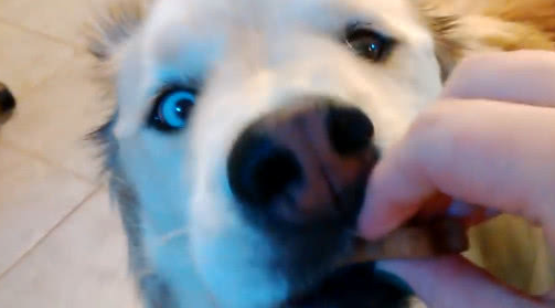 朋友家溜达看到的金毛,给它喂零食的时候,这只二哈化了个金毛妆