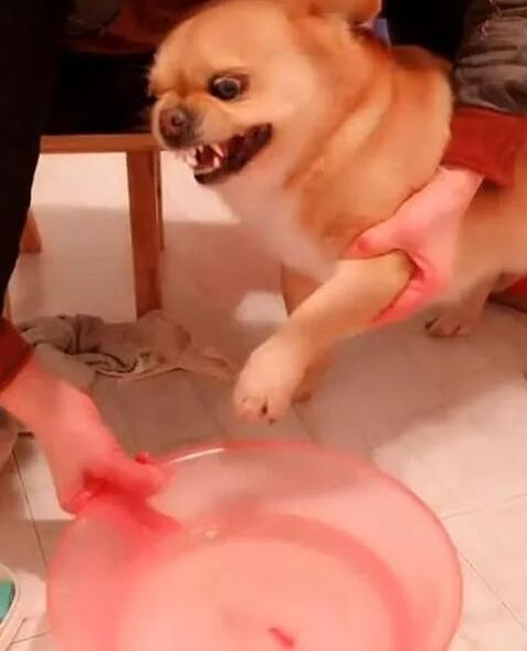 狗子洗澡用生命抗拒,呲牙咧嘴怒吼主人,汪:在不放开我咬了