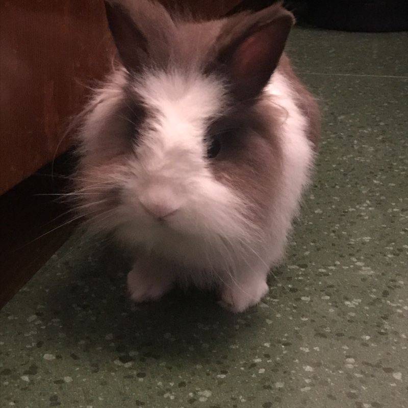 最近兔兔总咬人，喂食咬，捡屎也咬，有时还会蹿出来吓人