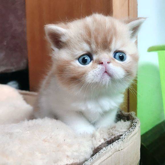 看到都要萌哭了的加菲猫