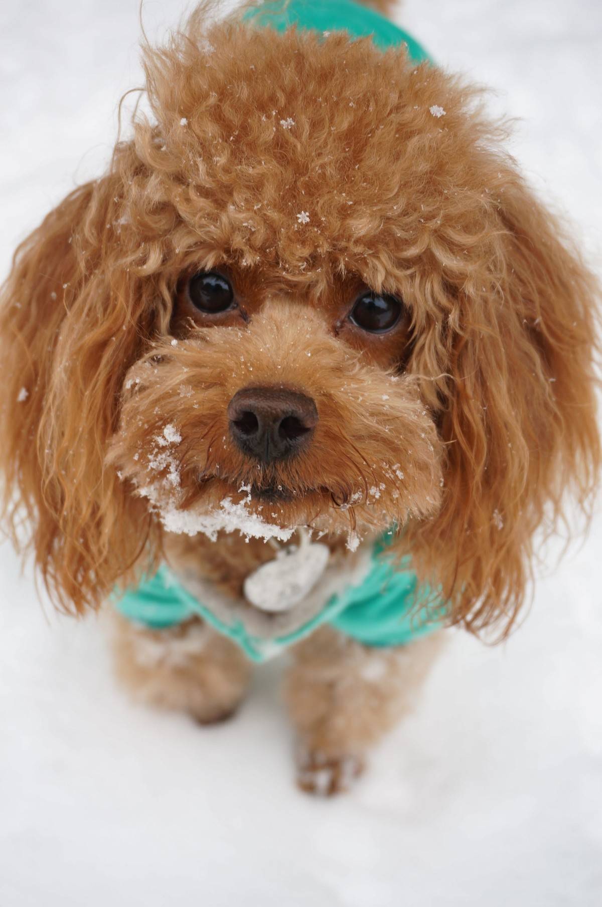 我的泰迪呱呱他进化了,头上有超清晰的雪花哟~