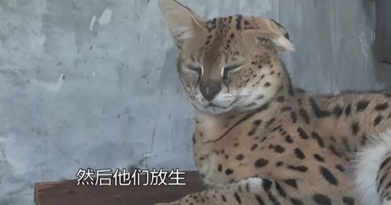 河北石家庄发现薮猫，本应在非洲的猛兽，为何在我国野外出现了？