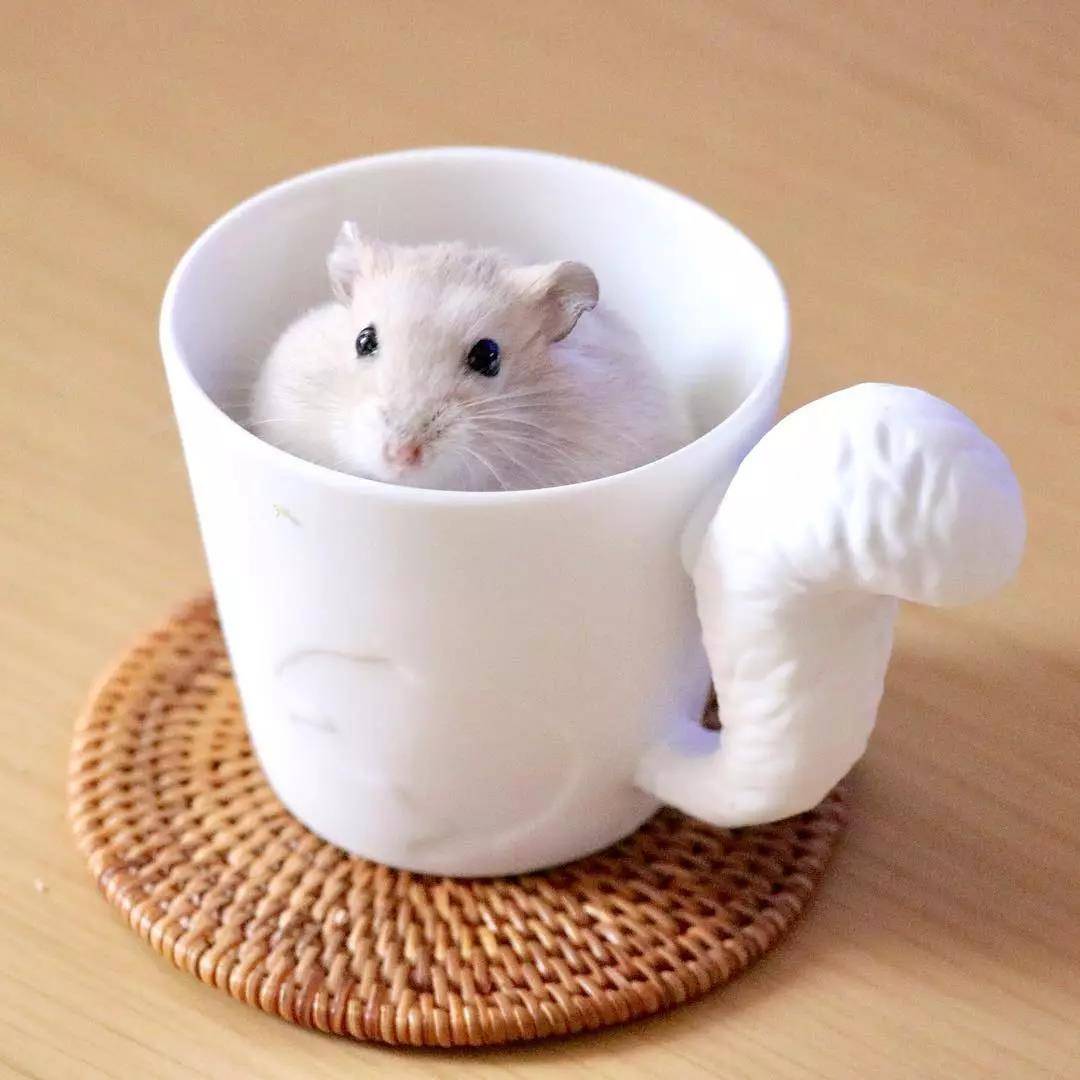 一只超级圆的小仓鼠