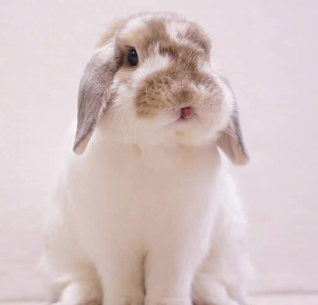 肉乎乎的小脑瓜兔子,超级萌了!