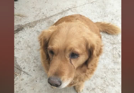 金毛在农村里流浪一个月,被热心人带去洗澡的时候,高兴得像个孩童